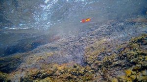 LureMax Tiga. Блесна стабильная на течении. Работа в природных условиях.