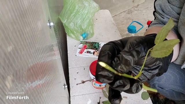 26часть/Поездка в Краснодар/черенкую розы