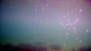 LureMax Bomba Killer - это просто БОМБА.