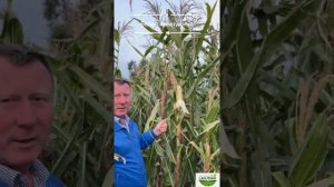 Кукуруза Белая Жемчужина