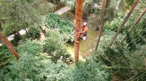 Как избавиться от короеда: обработка деревьев от короеда и борьба с короедом www.Tree-Work.ru