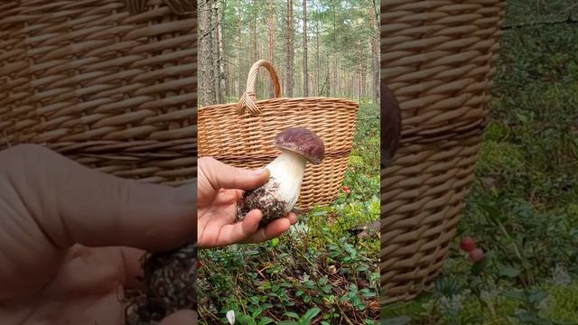 ИДЕАЛЬНЫЕ САХАРНЫЕ БОРОВИЧКИ В СОСНОВОМ ЛЕСУ! ГРИБНИКИ СЧАСТЛИВЫ