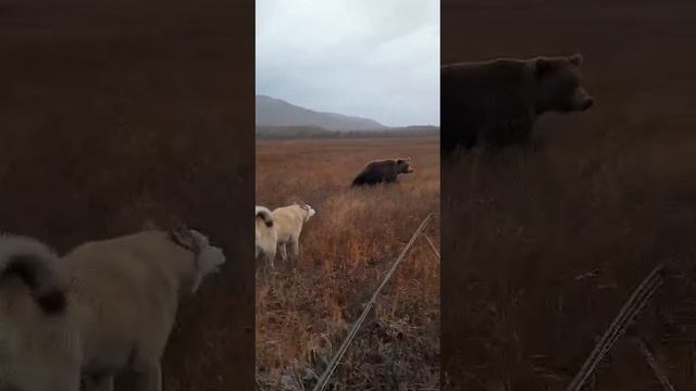 Охота | Рыбалка