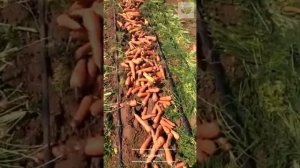 Морковь Харизма F1