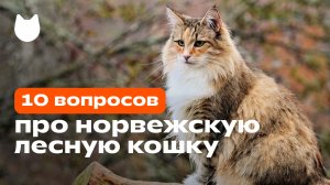 НОРВЕЖСКАЯ ЛЕСНАЯ КОШКА: 10 вопросов про породу владелице (видео от Petshop)