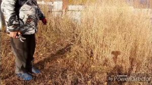 Продолжаю чистку двора / Посеяла томаты.