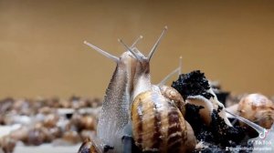 улиточная ферма#37#snails farm# SnailsBelGarden#несвиж#улиточный  бизнес