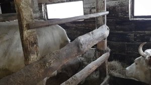 Наращиваем поголовье, крайние новости.
