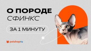 СФИНКС: мнение владельца о породе сфинкс за 1 минуту (видео от Petshop)