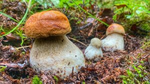 БЕЛЫЕ ГРИБЫ НАСТУПАЮТ! ДОСТОЙНЫЕ ПОЛЯНЫ МОЛОДЫХ БЕЛЫХ ГРИБОВ ЗАХВАТИЛИ ЛЕС | ГРИБЫ 2021