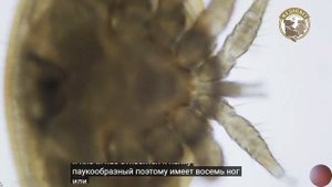 Клещ  варроа под  микроскопом