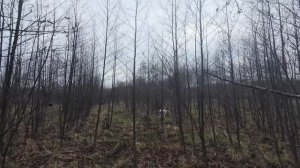 охота с легавой