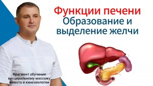 Функции печени. Образование и выделение желчи. Фрагмент обучения
