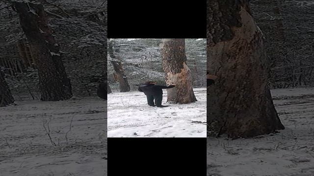 Погуляли по лесу в Клязьминской пойме когда выпал снег