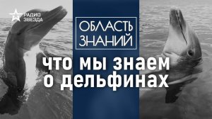 Что делать, если нашли  на берегу дельфина? Лекция морского биолога Ирины Мейнцер