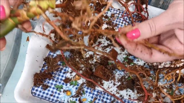 В какой горшок посадить антуриум? Почему в высоком горшке желтеют листья? смотреть онлайн