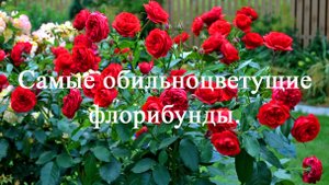 Самые обильноцветущие розы флорибунды. Часть вторая.