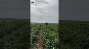 Урожайный сорт перца халапеньо