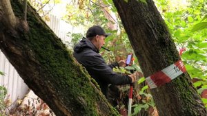 Подеревная съёмка. Порубочный билет. Аварийные деревья на участке. Мытищи