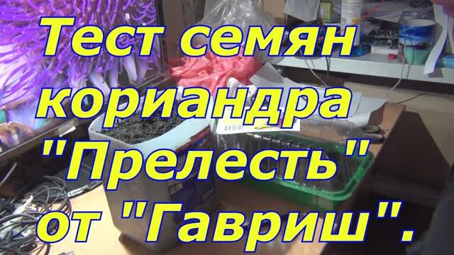 Тест семян кориандра "Прелесть" от "Гавриш".