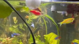 Нерест данио в общем аквариуме