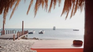 7320536-hd_1920_1080_30fps