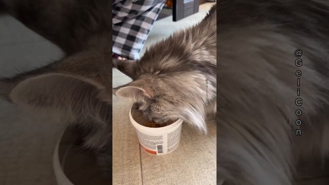 Смешной Мейн-Кун😹