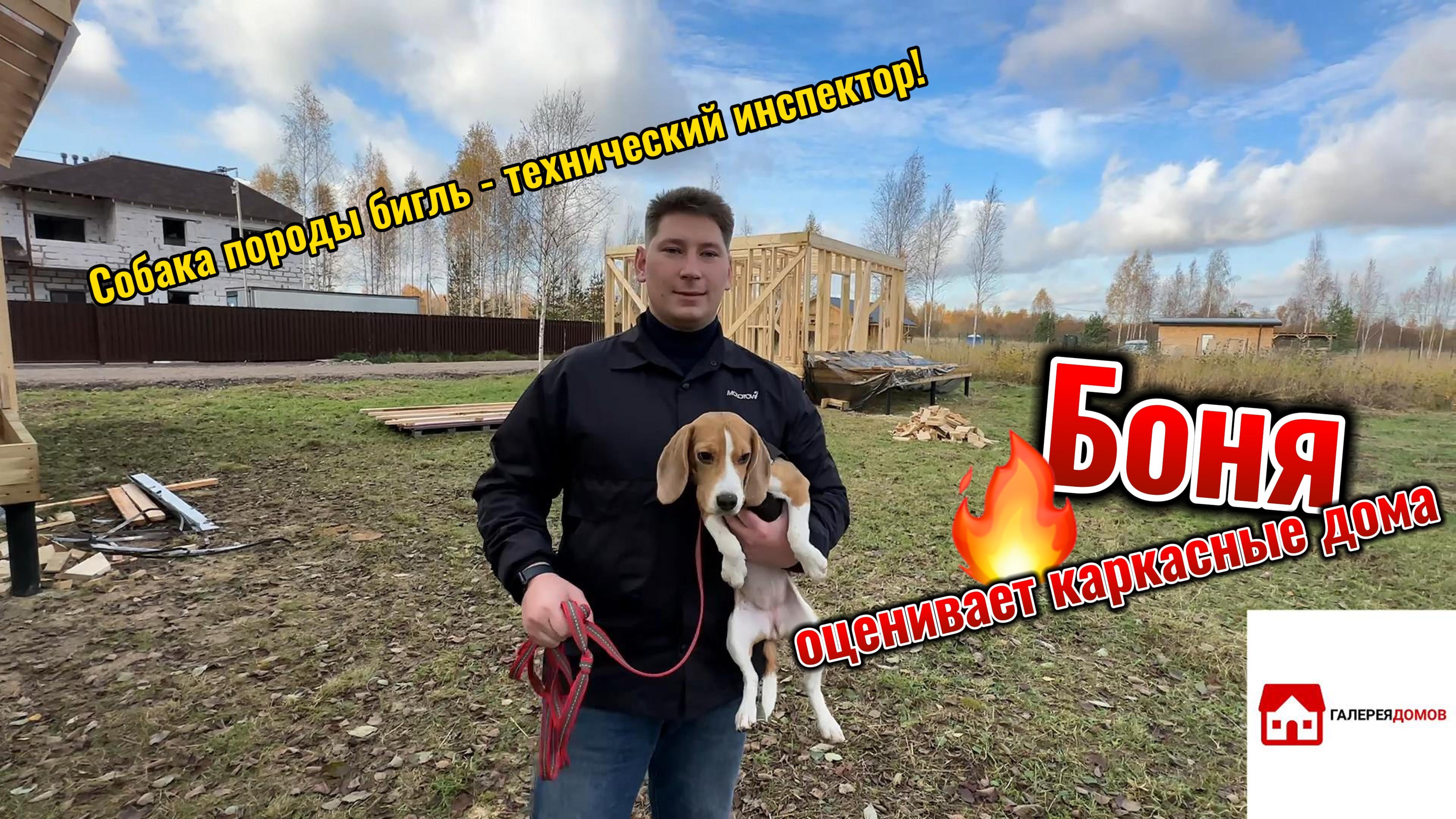 Собака породы бигль - технический инспектор стройки! Пассивный доход на каркасных домах.