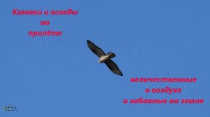 Канюки и осоеды на пролёте. Хищные птицы, величественные в небе, забавно прыгающие на поле