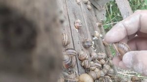 snails farm#улиточная ферма#несвиж#разведение улиток#бизнес на улитках#устройство улиточной фермы