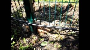 Кот МИША в гостях у моей подруги СВЕТЫ