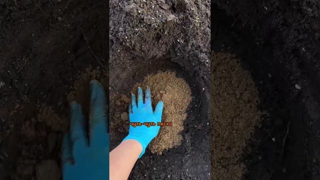 КАК ПРАВИЛЬНО САЖАТЬ ТЮЛЬПАНЫ И ДРУГИЕ ЛУКОВИЧНЫЕ ЦВЕТЫ ОСЕНЬЮ