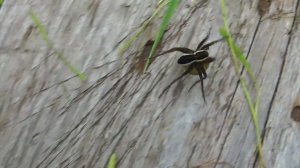 Паук охотник каёмчатый \ Dolomedes fimbriatus \ Spider Hunter limbic