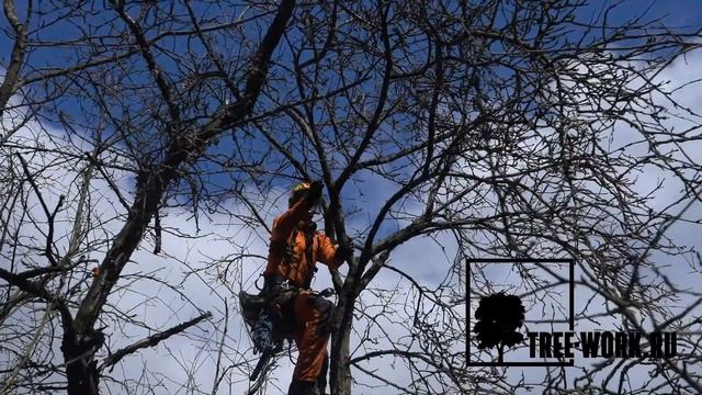 Обрезка плодовых деревьев: весенняя обрезка старой яблони в саду в Раменском www Tree Work ru