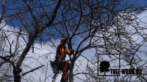 Обрезка плодовых деревьев: весенняя обрезка старой яблони в саду в Раменском www Tree Work ru