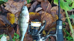 Десна. 17 октября 2024 года, микро-джиг и нано-джиг