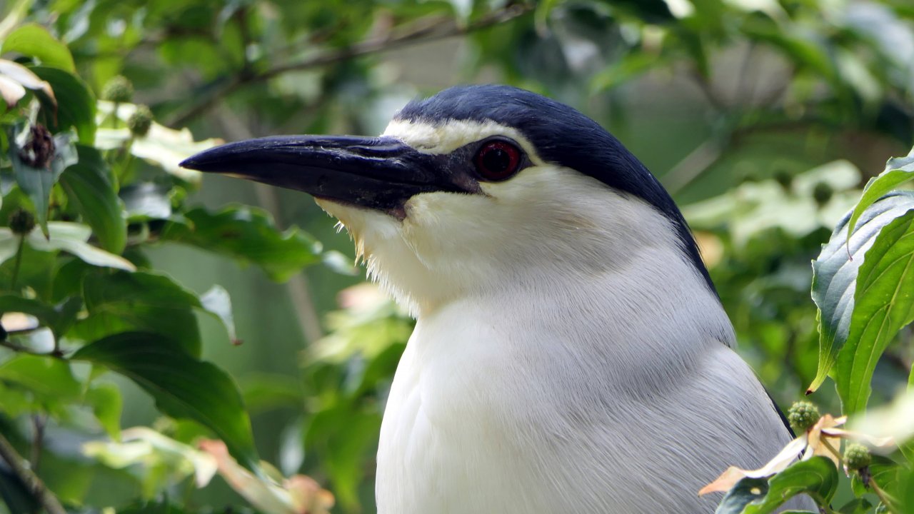 Ночная 🐦🦅 "ЦАПЛЯ" 🐟 Вот и мне повезло, уникальная встреча. (Black-crowned night heron)