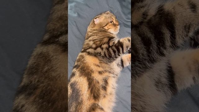 Спящая шотландская вислоухая кошка 🐱