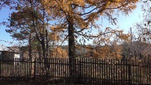 Красавица лиственница