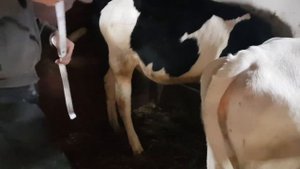 Завес голштинских бычков в 8 месяцев и айрширских телят.