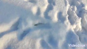 Зимняя прогулка с собакой Никой. Собака гуляет и создаём предновогодний уют.