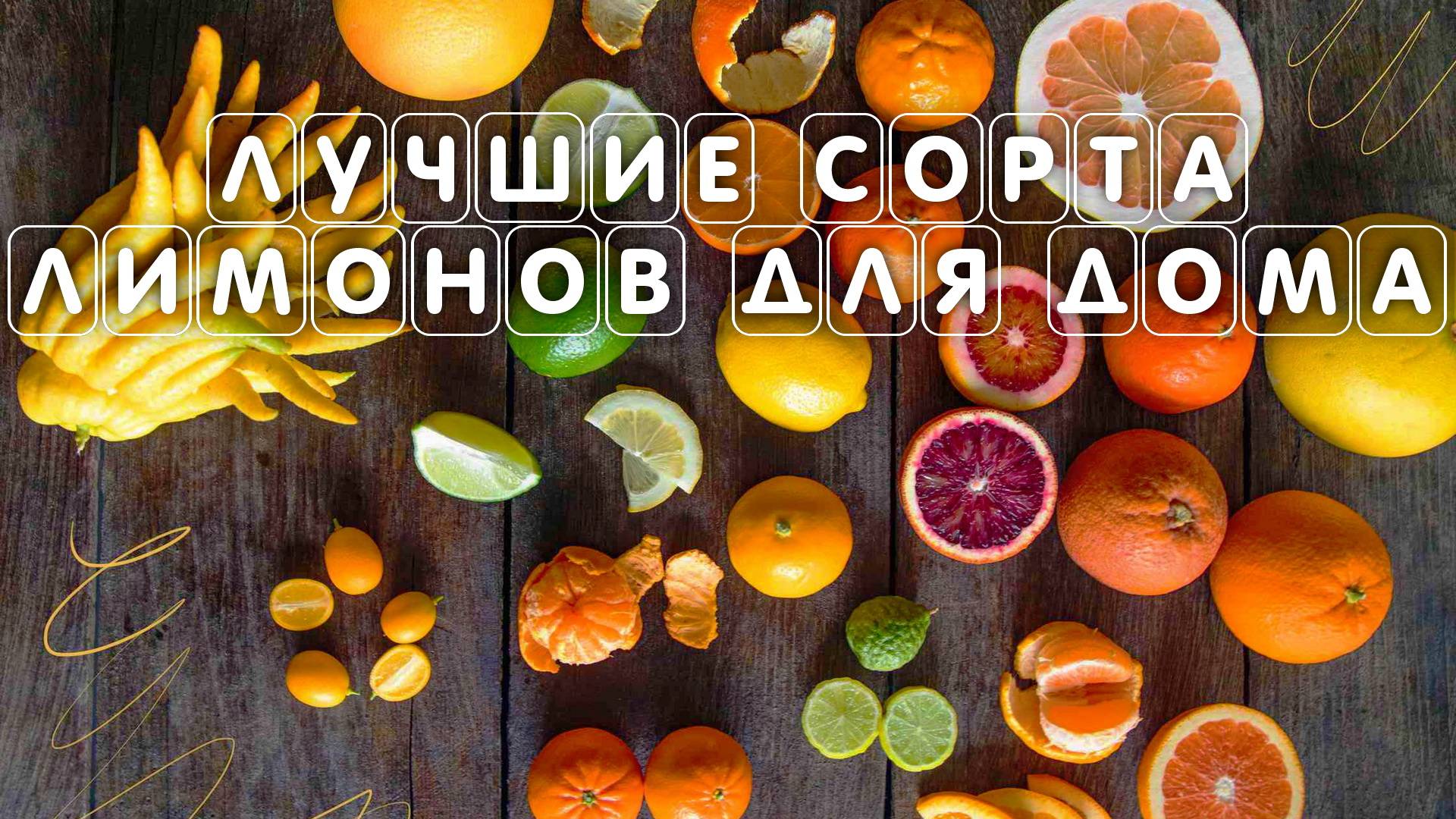 Лучшие сорта лимонов для выращивания их в домашних условиях