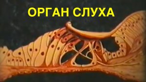 Орган слухa - Документальный научно-обучающий фильм