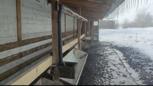 Всё замёрзло! поилки с подогревом для телят