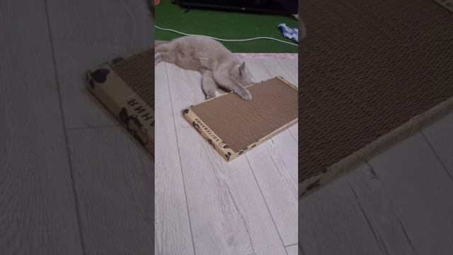 🐈Сразу облюбовала когтеточку😻