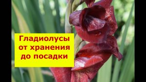 Гладиолусы от хранения до посадки