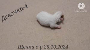 Шикарные щенки Джек рассел терьер 🐶