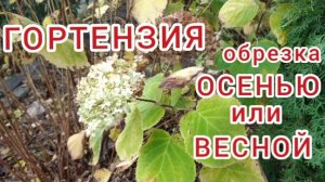 Когда и как обрезать гортензию / Hydrangea