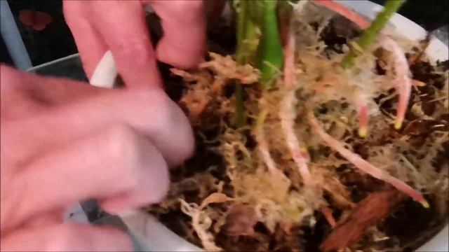 Омоложение и пересадка антуриумов в напольные горшки смотреть онлайн