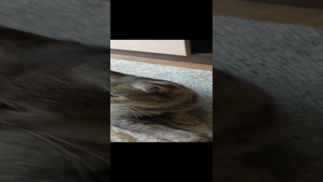 Филя